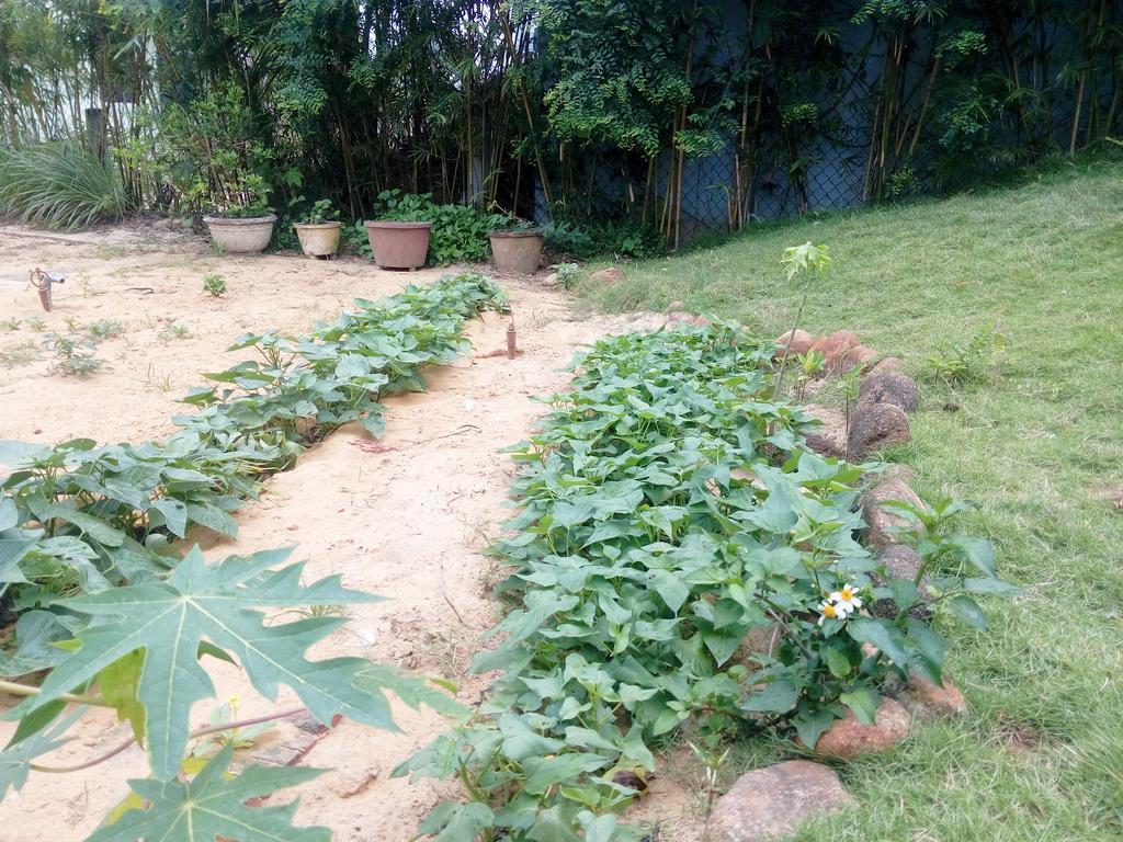 The Field Homestay ฮอยอัน ภายนอก รูปภาพ