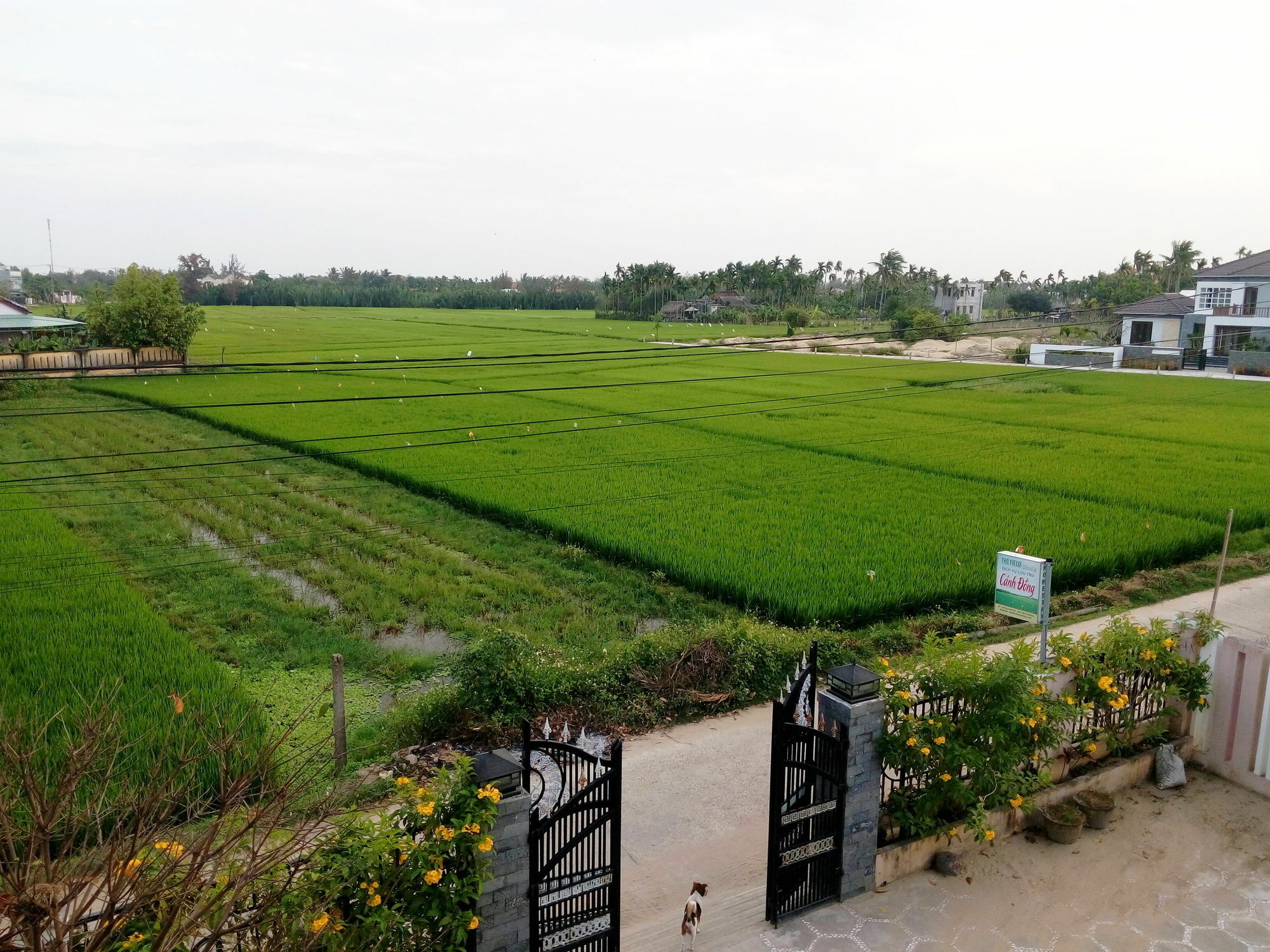 The Field Homestay ฮอยอัน ภายนอก รูปภาพ